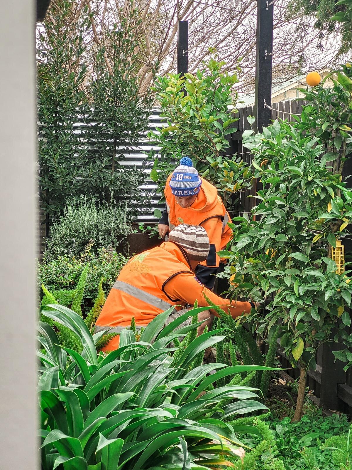 Garden maintenance team trimming hedges