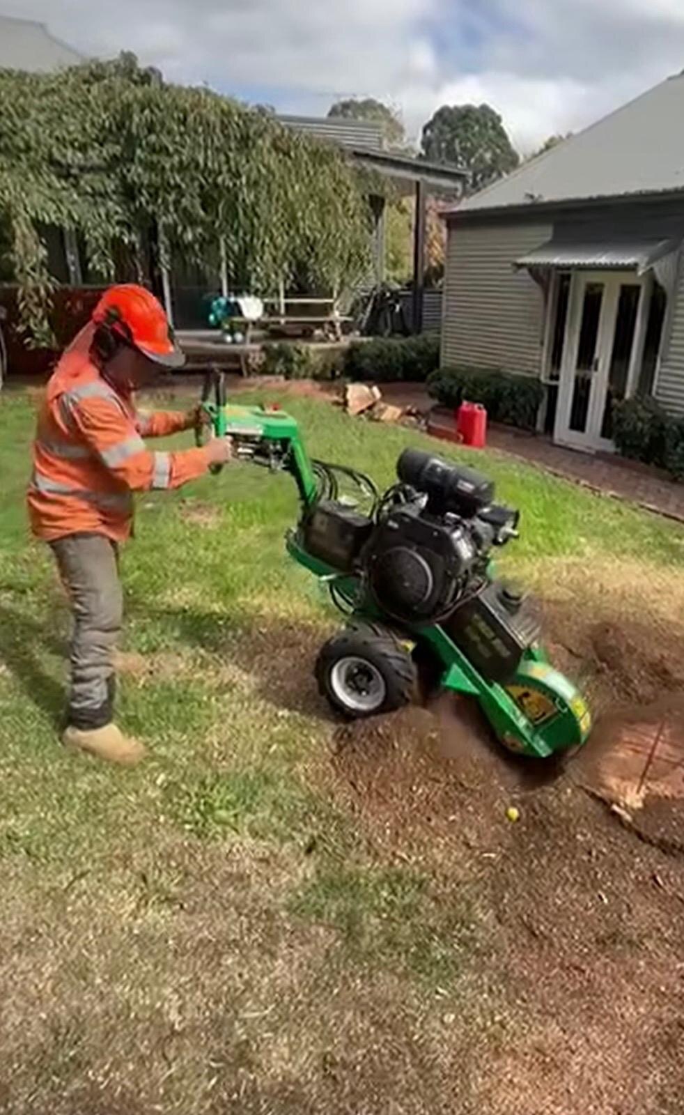 Stump grinding after tree removal