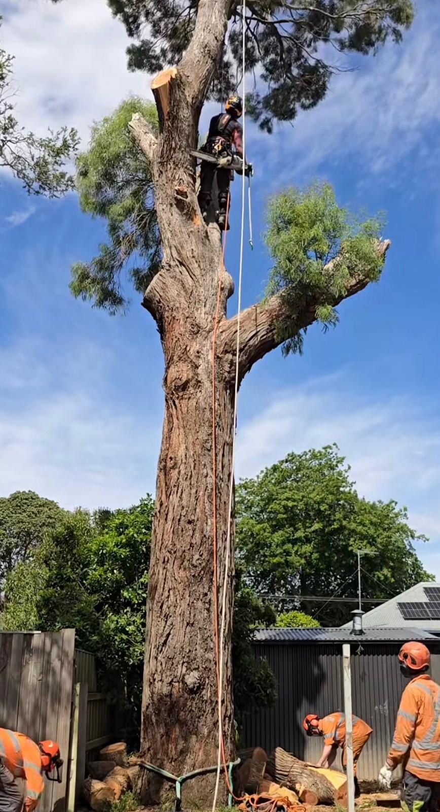 Arborist climbing a tall tree for removal